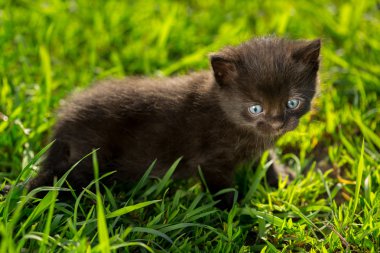Yeşil çimenlerin üzerinde küçük tekir kedi yavrusu