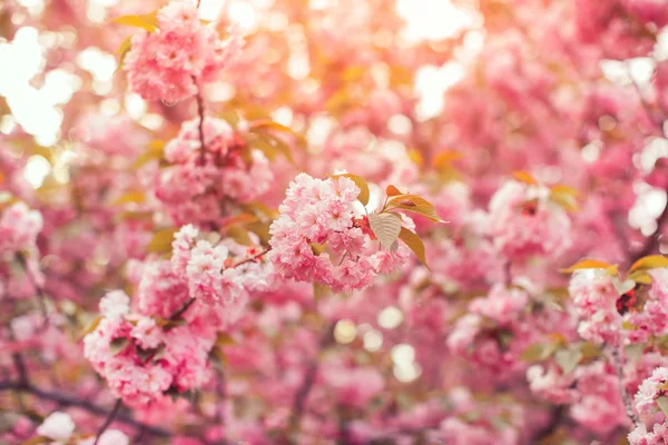 Hermosa flor de cerezo rosa en plena floración. Sakura. — Foto de Stock