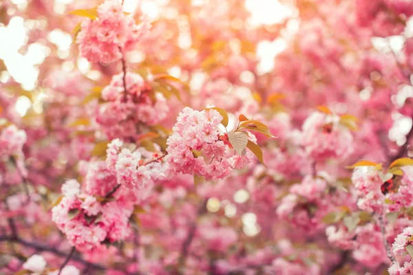 Beautiful pink cherry blossom flower at full bloom. Sakura — Stock Photo, Image