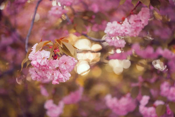 Hermosa flor de cerezo rosa en plena floración. Sakura. — Foto de Stock