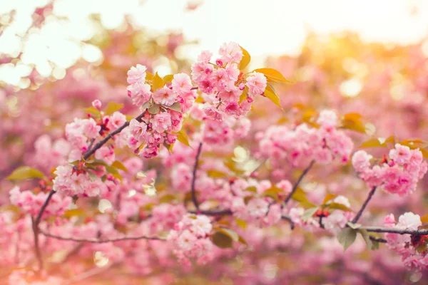 Hermosa flor de cerezo rosa en plena floración. Sakura. — Foto de Stock