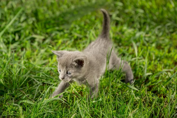 在绿色草地上的虎斑小猫 — 图库照片