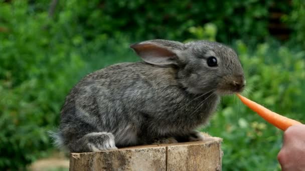 Rabbit. Feeding animal — Stock Video