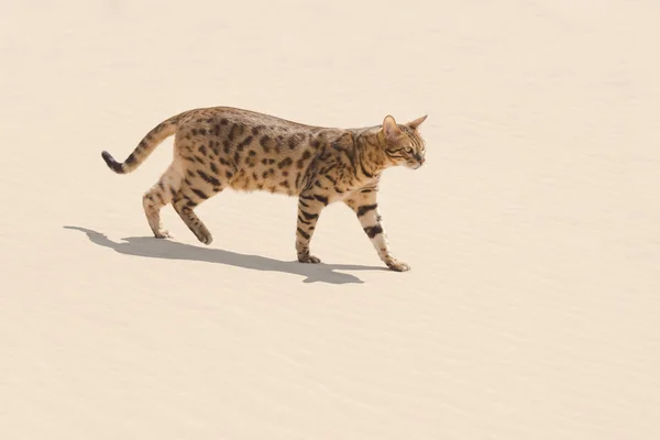 Savannah chat dans le désert — Photo