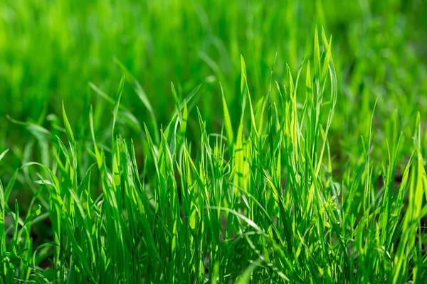 Abstract natural backgrounds with beauty bokeh — Stock Photo, Image