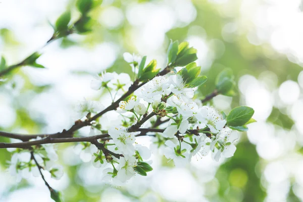 Blommande träd på våren med vita blommor — Stockfoto