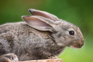 Tavşan. Vahşi doğanın güzel hayvan