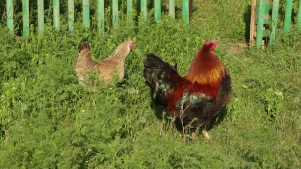 Kur domácí na tradiční drůbeží farmě ve volném výběhu — Stock video