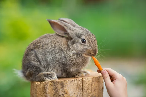 Lindo conejo bebé. Alimentación animal —  Fotos de Stock