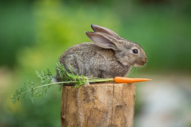 Tavşan. Vahşi doğanın güzel hayvan