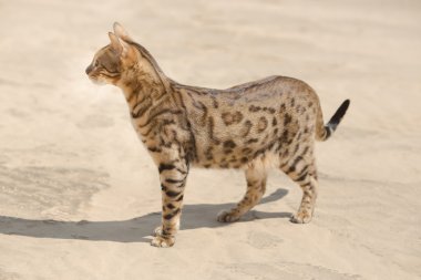 Savannah kedi çölde