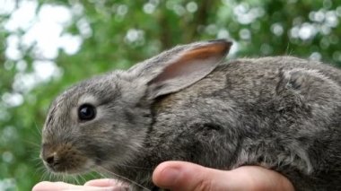 Tavşan. Hayvan adam elinde