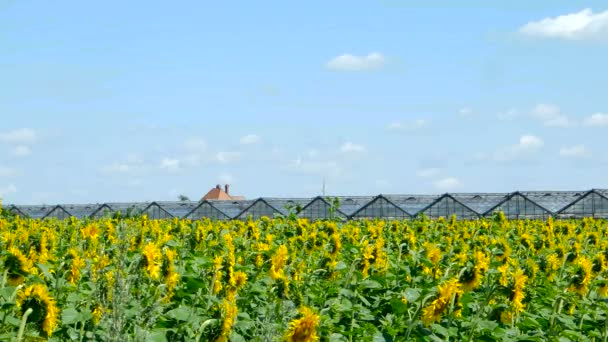 Girasoles contra el cielo azul — Vídeos de Stock