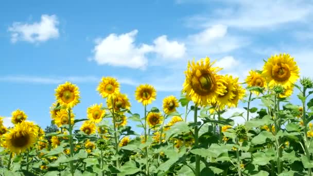 Field of sunflowers — Stock Video