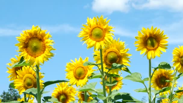 Champ de tournesols