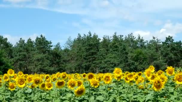 Girasoles contra el cielo azul — Vídeos de Stock