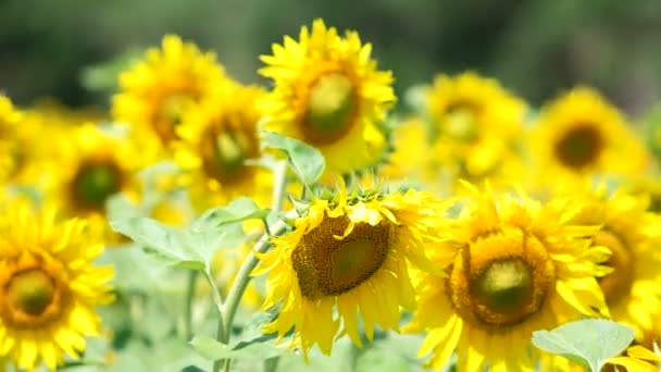 Champ de tournesols