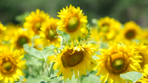 Champ de tournesols close-up 