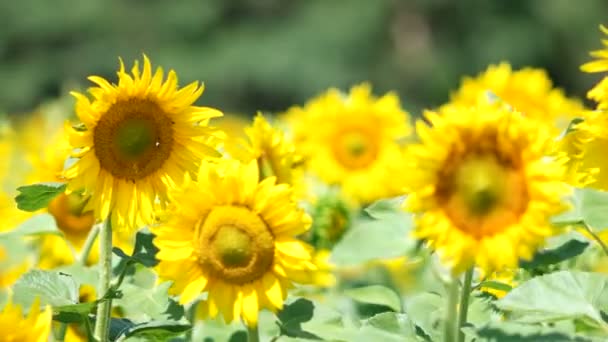 Field of sunflowers — Stock Video