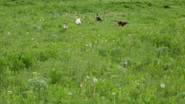 Kurczęta w tradycyjnej hodowli drobiu na wolnym wybiegu — Wideo stockowe