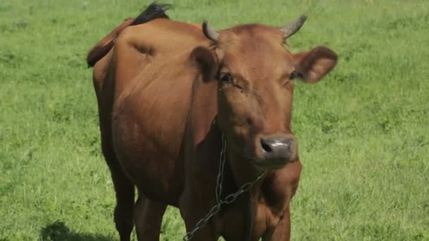 Cow in a meadow — Stock Video