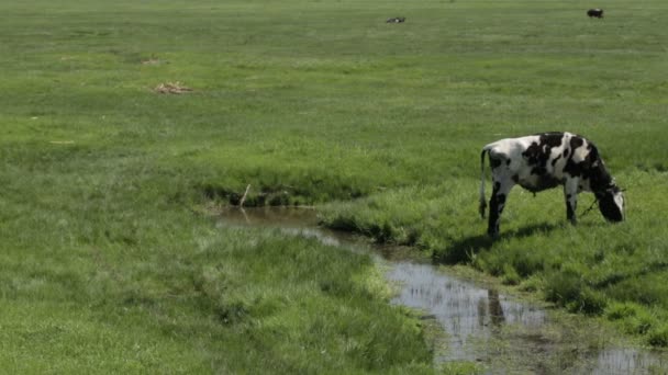 Koe in een weiland in de buurt van rivier — Stockvideo