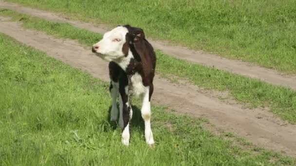Vaca en un prado cerca del río — Vídeo de stock
