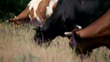 Yaz peyzaj otlayan inekler