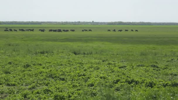 Vacas en un prado — Vídeo de stock