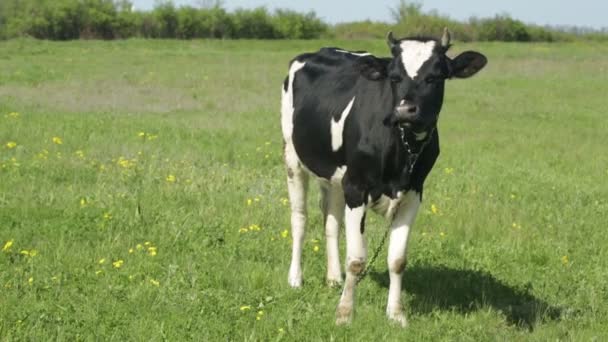 Vache dans une prairie — Video
