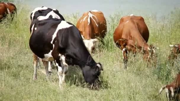 Betande kor i sommar landskap — Stockvideo