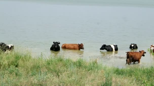 Vacas pastando en el lago — Vídeo de stock