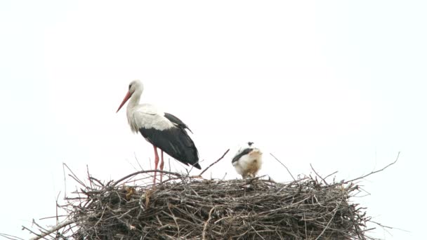 Grúa pájaro en su nido — Vídeos de Stock