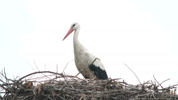 Grúa pájaro en su nido — Vídeo de stock