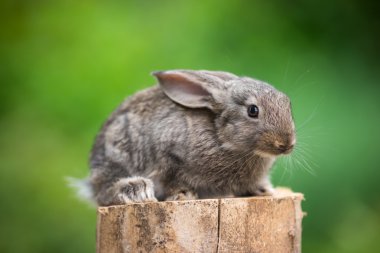 Tavşan. Vahşi doğanın güzel hayvan