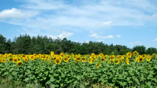 Sonnenblumen gegen den blauen Himmel — Stockvideo