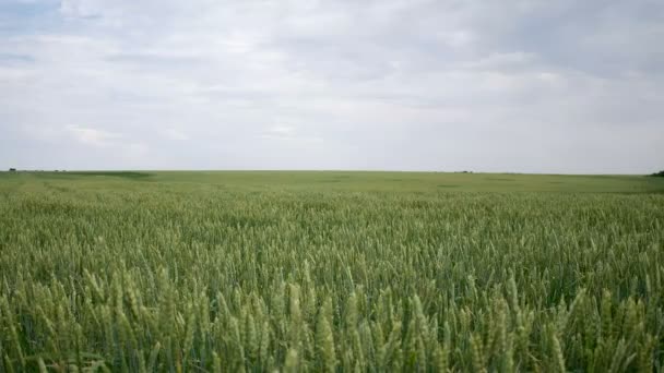 Зеленое пшеничное поле — стоковое видео
