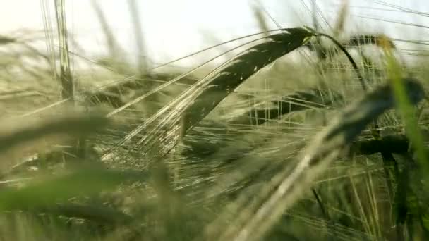 Campo de trigo verde — Vídeos de Stock