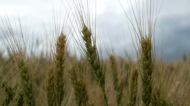 Sarı buğday tarlası