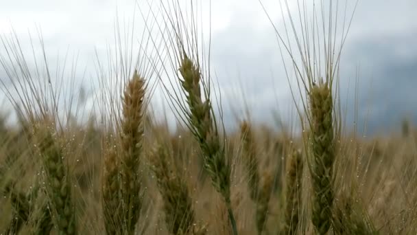 Campo de trigo amarillo — Vídeos de Stock