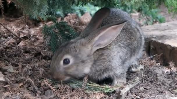 Kaninen är vackra djur i naturen — Stockvideo
