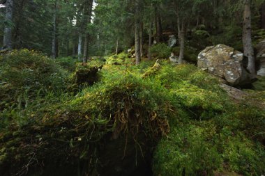 Yeşil yosunlu İlkel Çam Ormanı