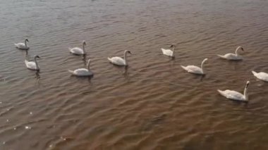 Vahşi Göl 'de Beyaz Kuğular Hava Videosu
