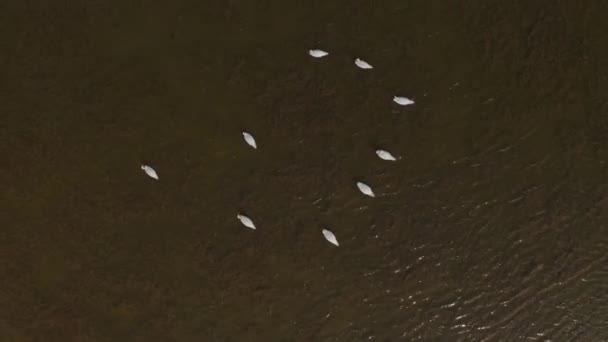 Vídeo aéreo Cisnes blancos en un lago salvaje — Vídeo de stock