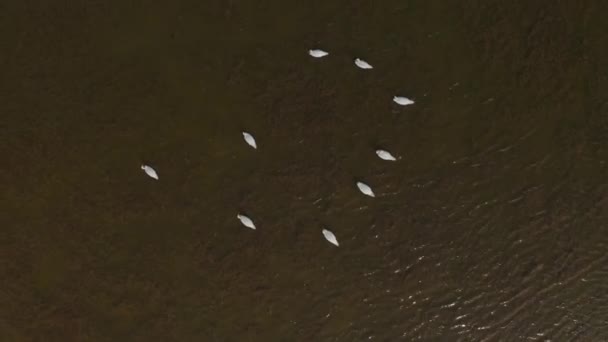 Vídeo aéreo Cisnes brancos em um lago na natureza — Vídeo de Stock