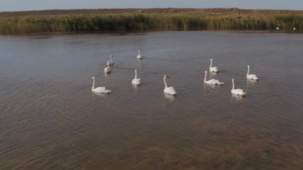 Letecké video bílé labutě na jezeře v divočině — Stock video