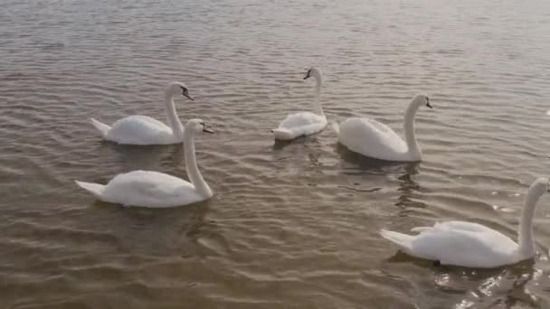 Vídeo aéreo Cisnes brancos em um lago na natureza — Vídeo de Stock