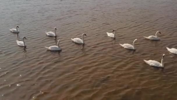 Aerial Video White Swans on a Lake in the Wild — Stock Video