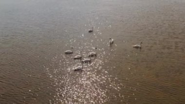 Vahşi Göl 'de Beyaz Kuğular Hava Videosu