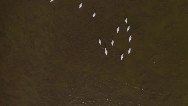 Wideo lotnicze Białe łabędzie nad jeziorem w dziczy — Wideo stockowe